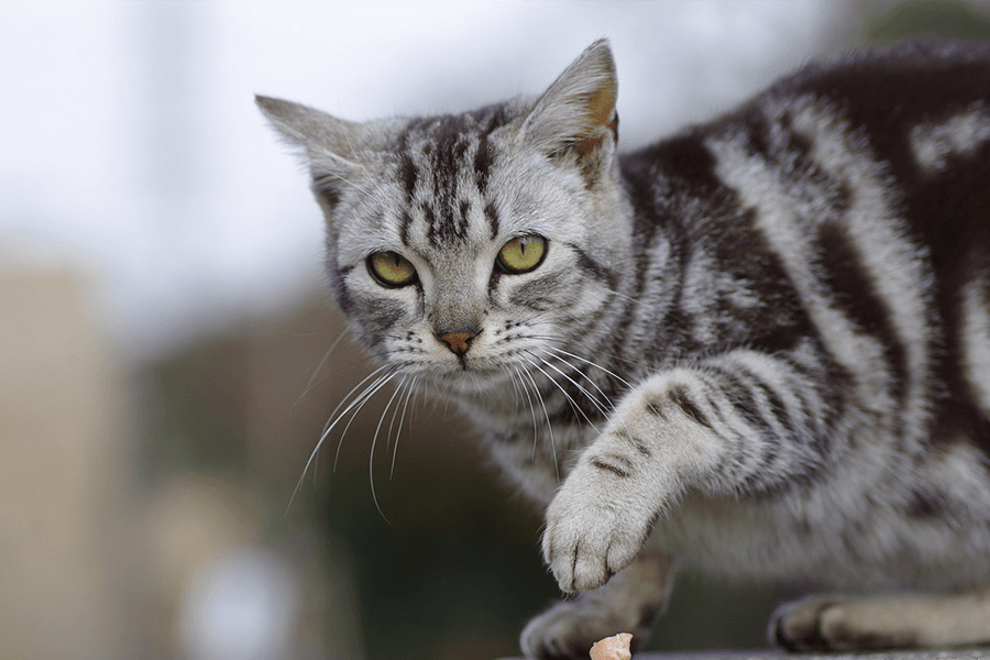 Американская короткошерстная кошка табби. Табби макрель полосатый.