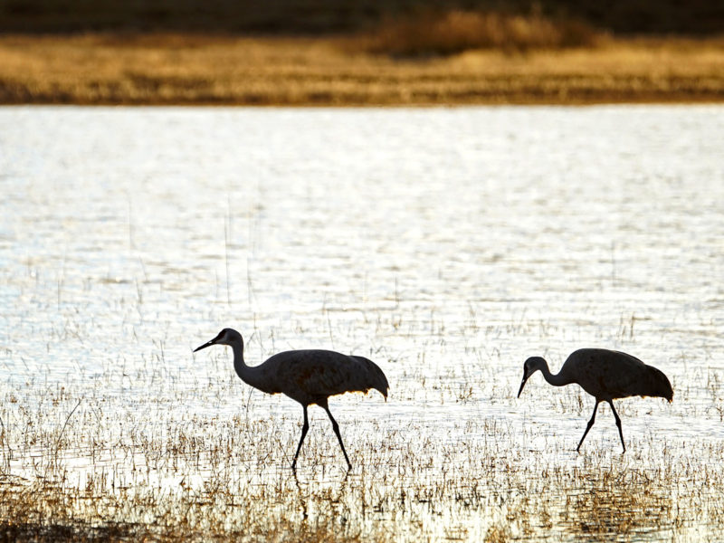 Crane Exercise - Wading Cranes